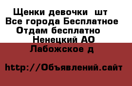 Щенки девочки 4шт - Все города Бесплатное » Отдам бесплатно   . Ненецкий АО,Лабожское д.